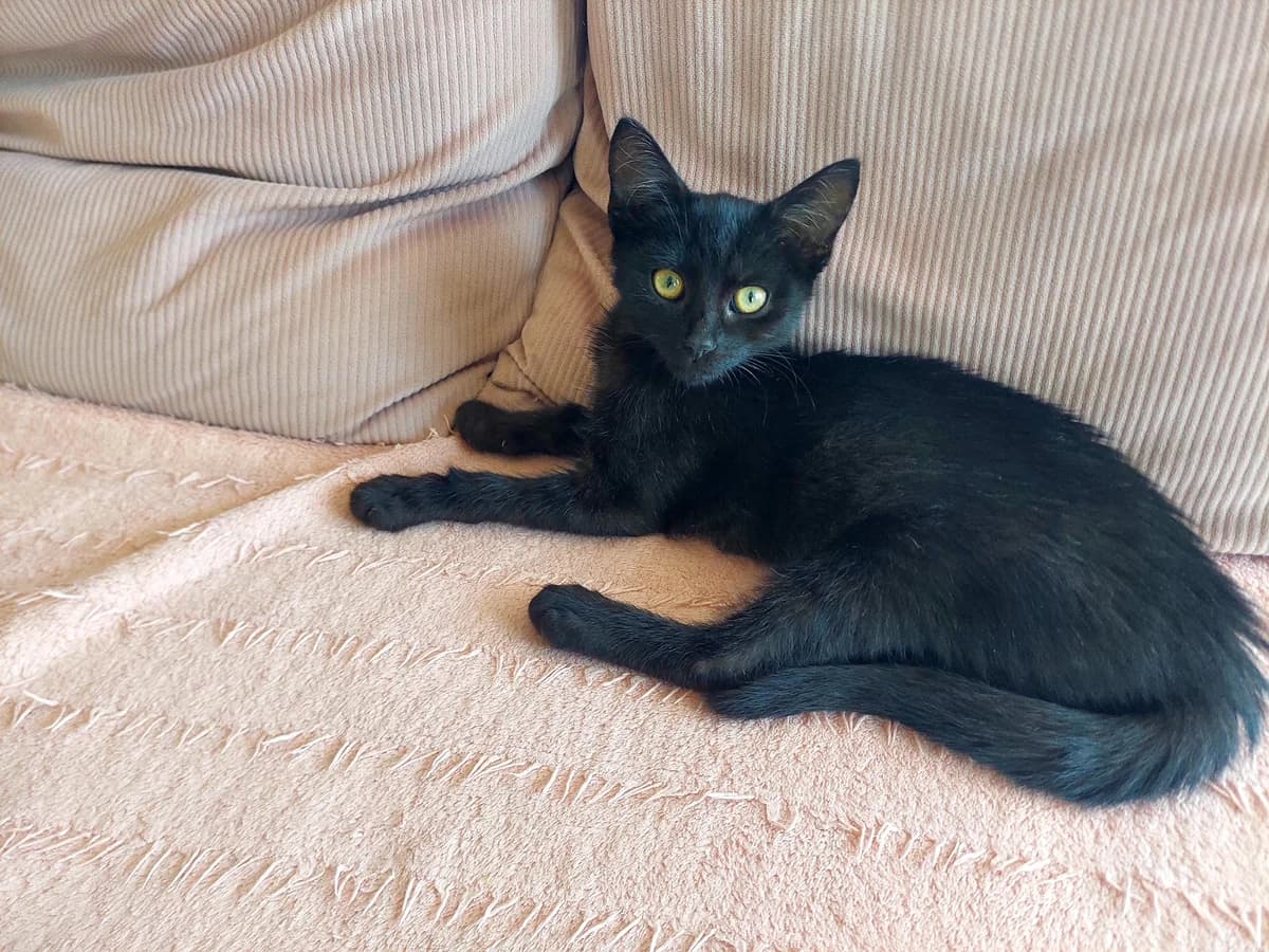 Matylda, female puppy mixed breed for adoption at Fundacja Dla Zwierząt Animalia Poznań, Poznań