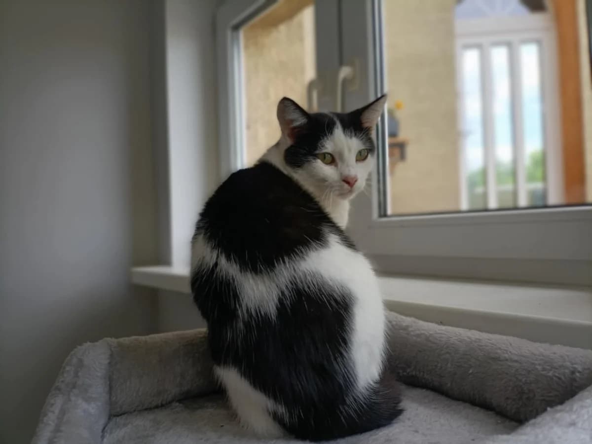 Minnie, male puppy mixed breed for adoption at Fundacja Dla Zwierząt Animalia Poznań, Poznań