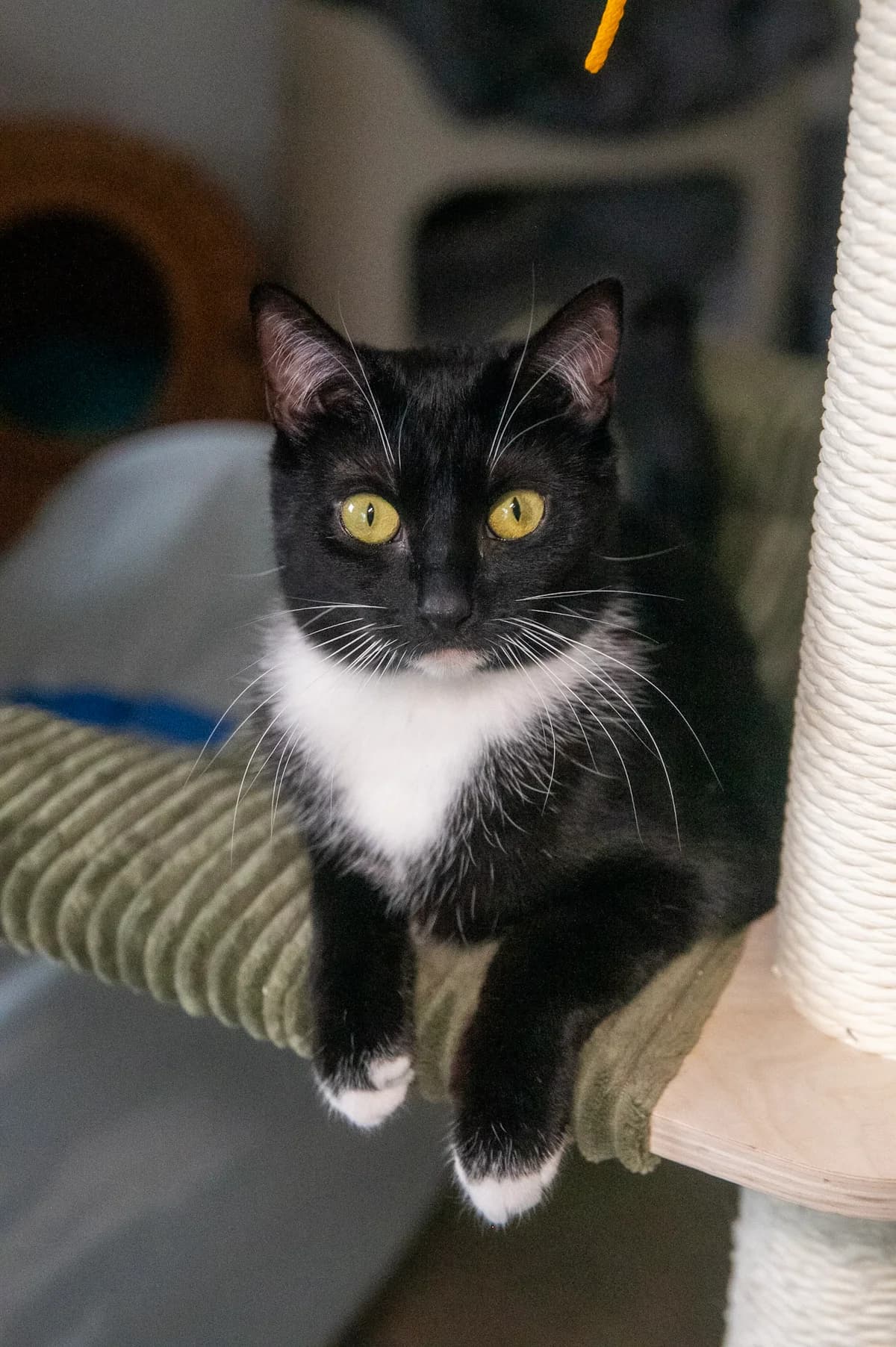 Mirinda, female puppy mixed breed for adoption at Fundacja Dla Zwierząt Animalia Poznań, Poznań