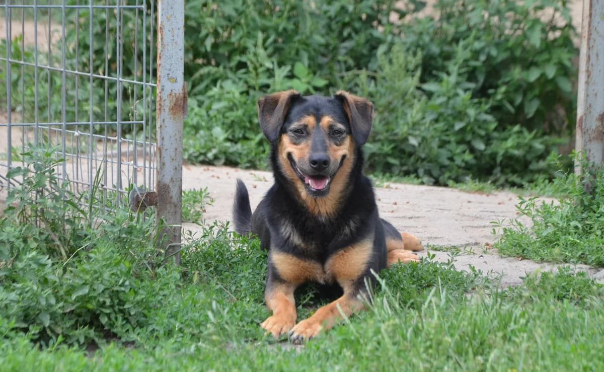 Mokka, female 6yo mixed breed for adoption at Fundacja Dla Zwierząt Animalia Poznań, Poznań