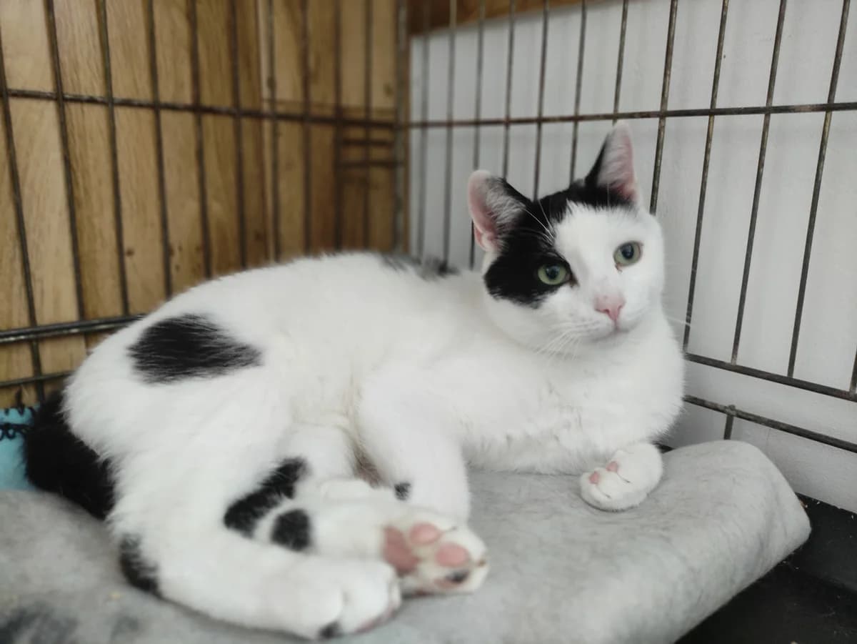 Muffinek, male 3yo mixed breed for adoption at Fundacja Dla Zwierząt Animalia Poznań, Poznań