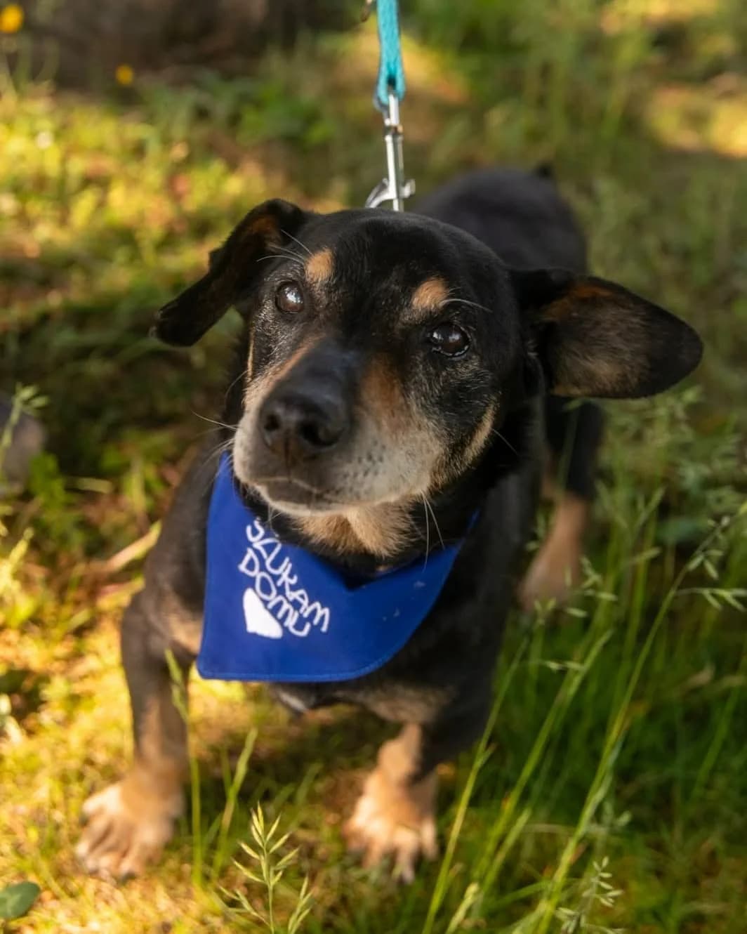Neoś, male senior mixed breed for adoption at Fundacja Dla Zwierząt Animalia Poznań, Poznań