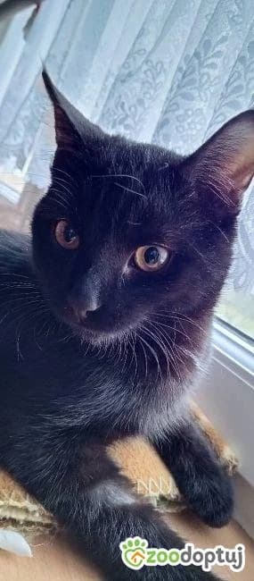 Nox, male young mixed breed for adoption at Fundacja Dla Zwierząt Animalia Poznań, Poznań