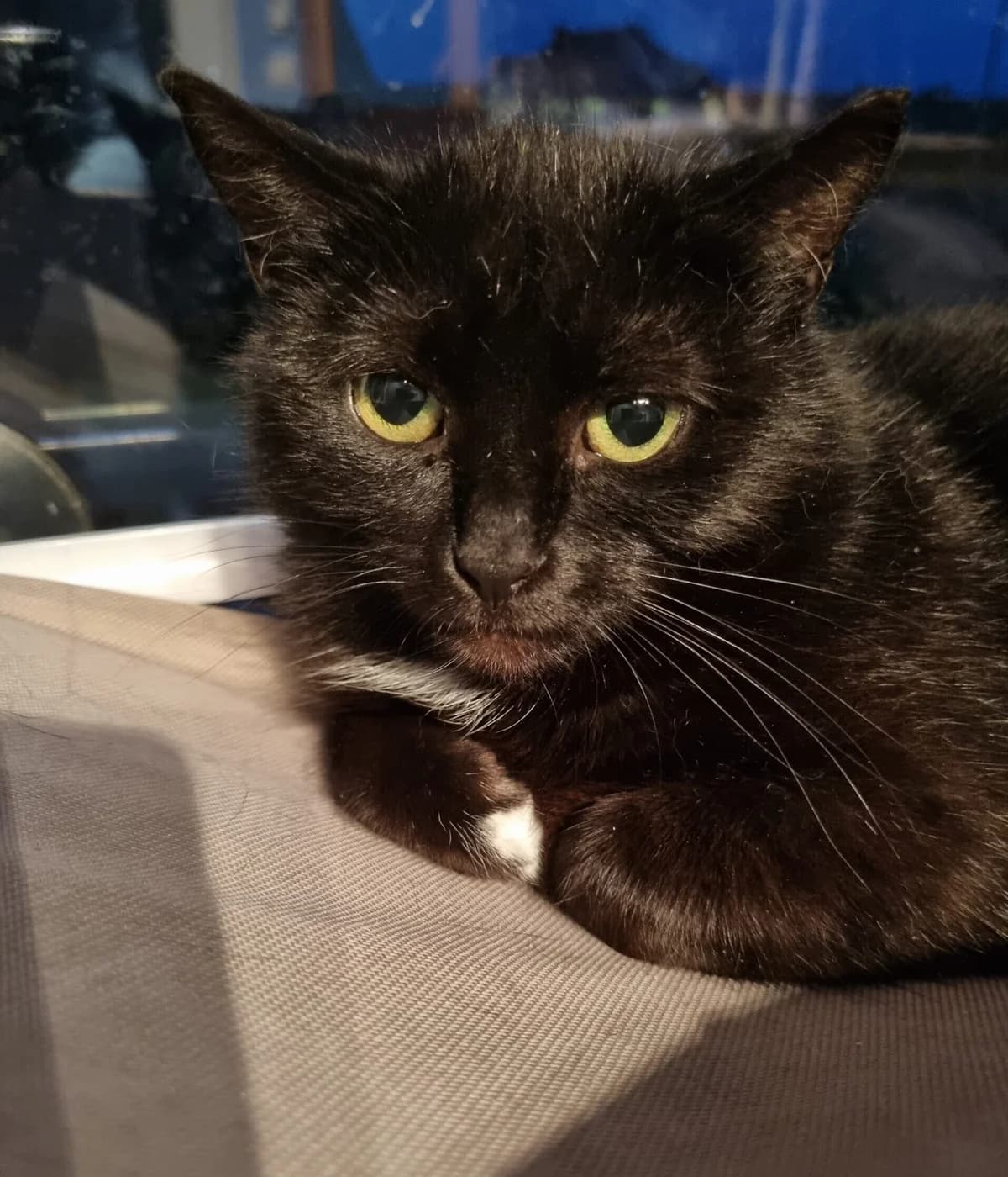 Olimpia, female 6yo mixed breed for adoption at Fundacja Dla Zwierząt Animalia Poznań, Poznań