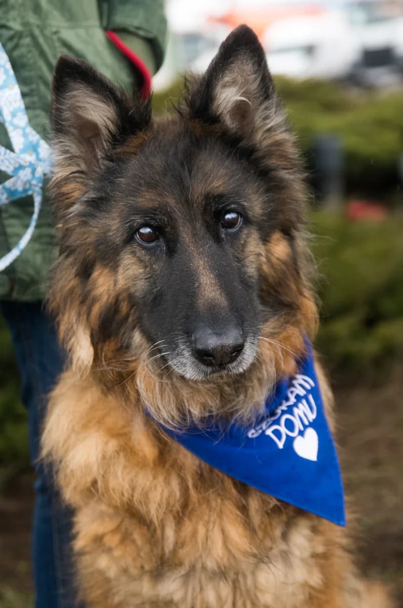 Petra, female German Shepherd for adoption at Fundacja Dla Zwierząt Animalia Poznań, Poznań