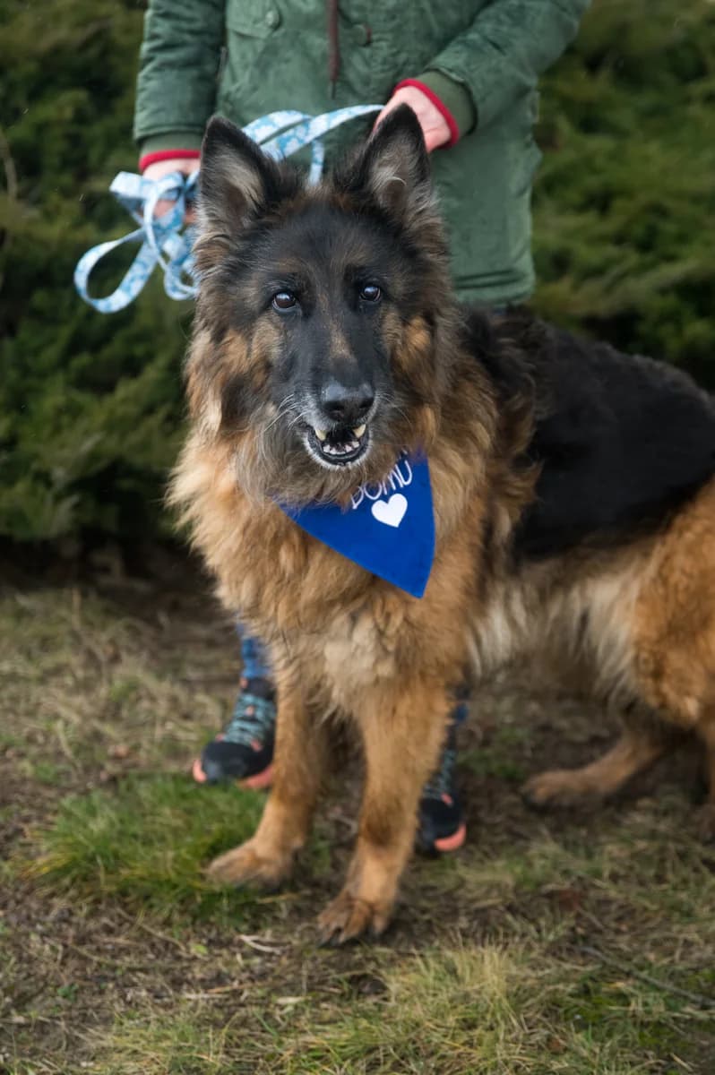Petra, female senior German Shepherd for adoption at Fundacja Dla Zwierząt Animalia Poznań, Poznań