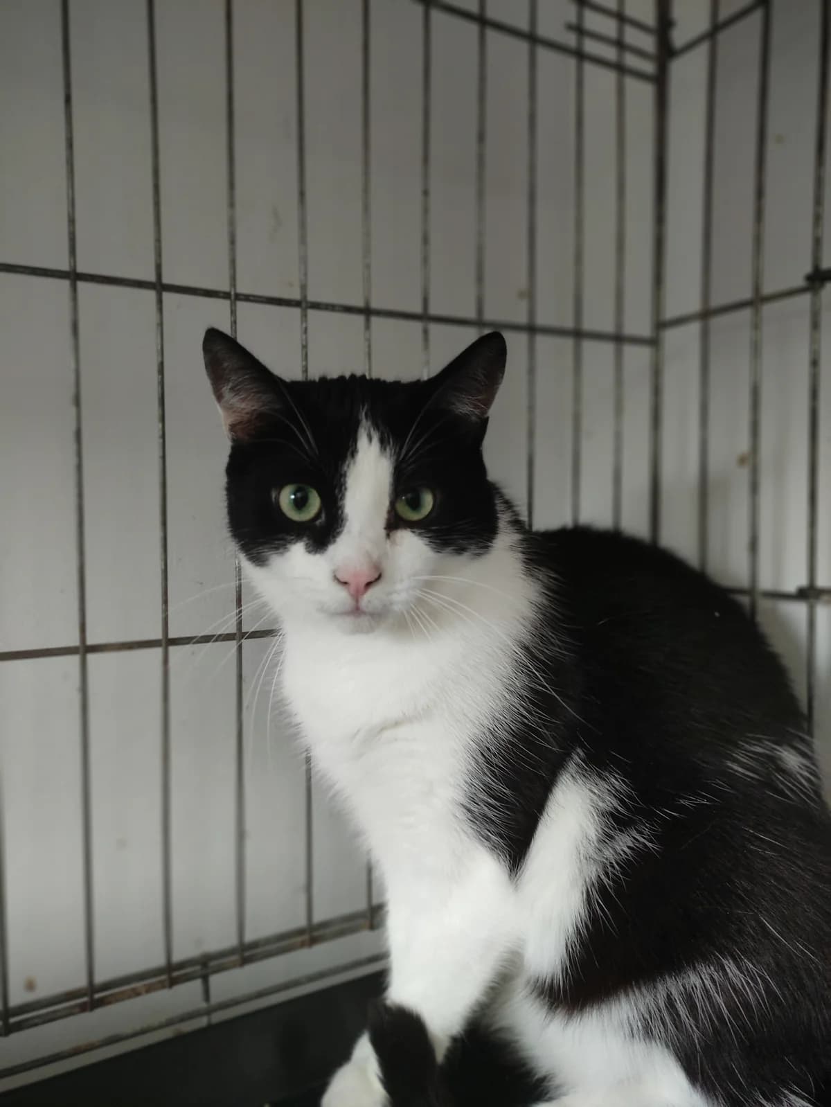 Pluto, male puppy mixed breed for adoption at Fundacja Dla Zwierząt Animalia Poznań, Poznań