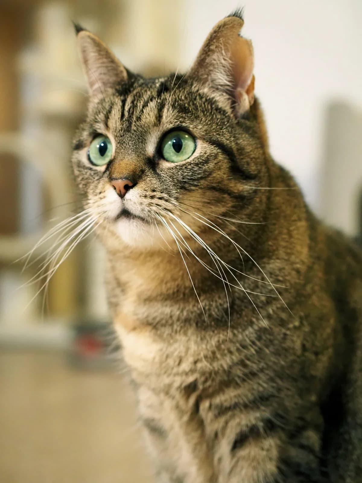 Pusia, female senior mixed breed for adoption at Fundacja Dla Zwierząt Animalia Poznań, Poznań