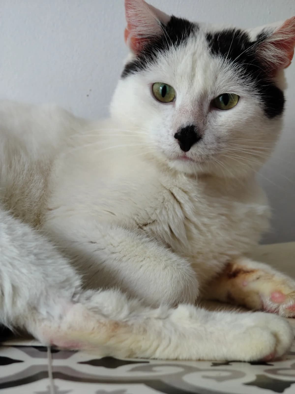 Simba, male senior mixed breed for adoption at Fundacja Dla Zwierząt Animalia Poznań, Poznań