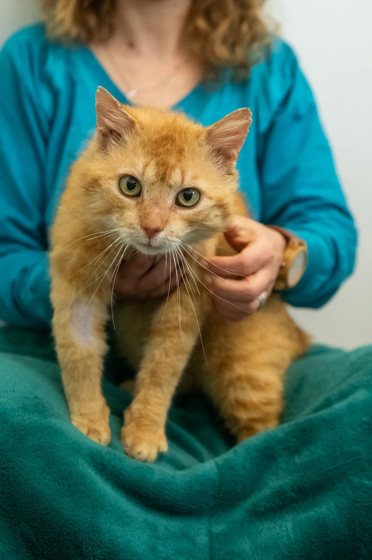 Twix, male young mixed breed for adoption at Fundacja Dla Zwierząt Animalia Poznań, Poznań