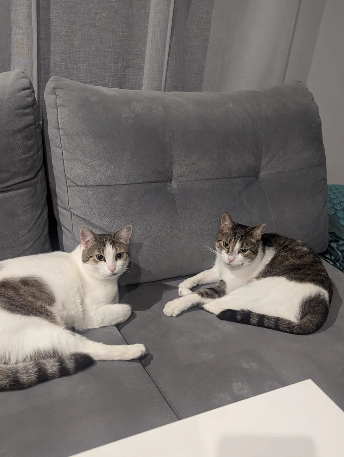 Viki i Wafel, male young mixed breed for adoption at Fundacja Dla Zwierząt Animalia Poznań, Poznań