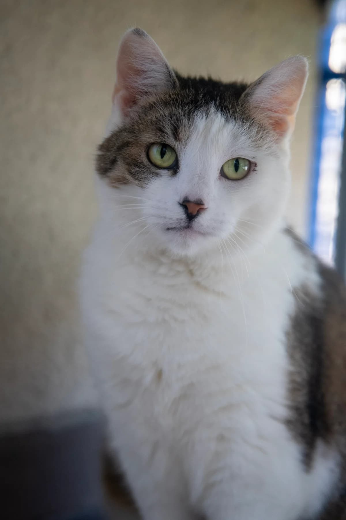 Ksena, female 7yo mixed breed for adoption at Fundacja Dla Zwierząt Animalia Poznań, Poznań