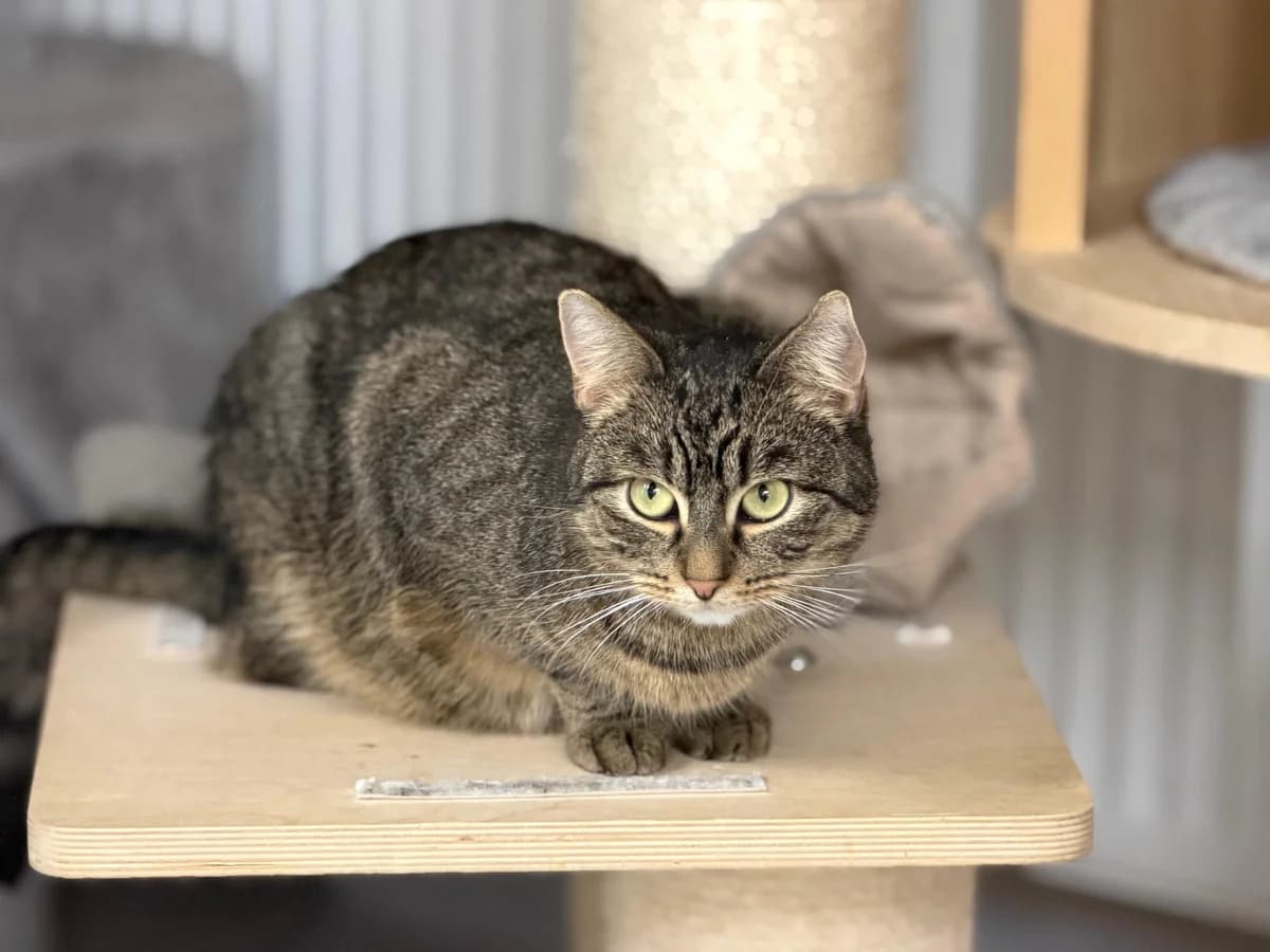 Zazu, female puppy mixed breed for adoption at Fundacja Dla Zwierząt Animalia Poznań, Poznań