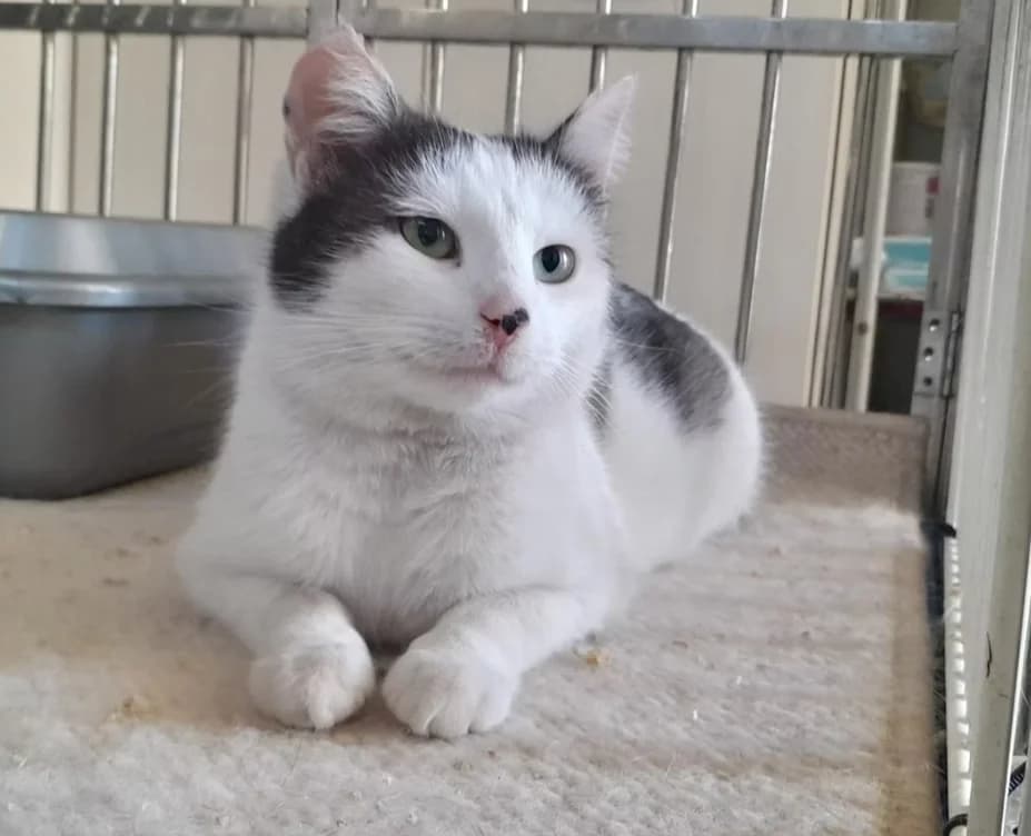 Zdzisia, male 5yo mixed breed for adoption at Fundacja Dla Zwierząt Animalia Poznań, Poznań