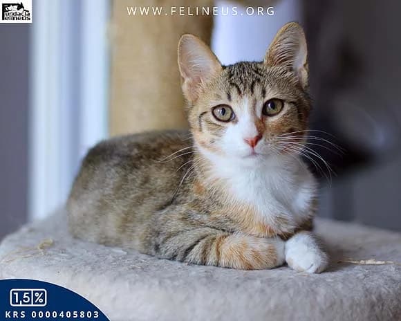 Sushi, female Mixed Breed for adoption at Fundacja Felineus Rzeszów, Rzeszów