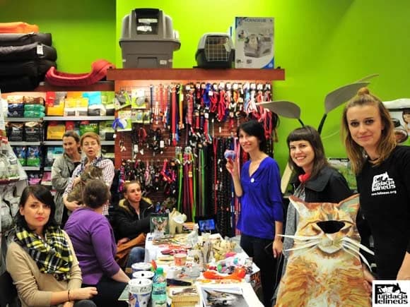 Na kocią nutę, Mixed Breed for adoption at Foundation for homeless animals felineus