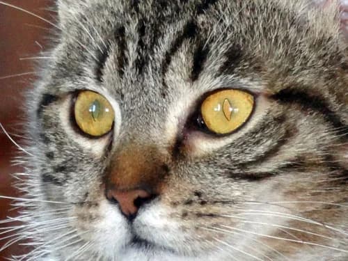 Wirtualna adopcja, Mixed Breed for adoption at Foundation for homeless animals felineus