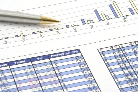 Sprawozdania z działalności, Mixed Breed for adoption at Foundation for homeless animals felineus