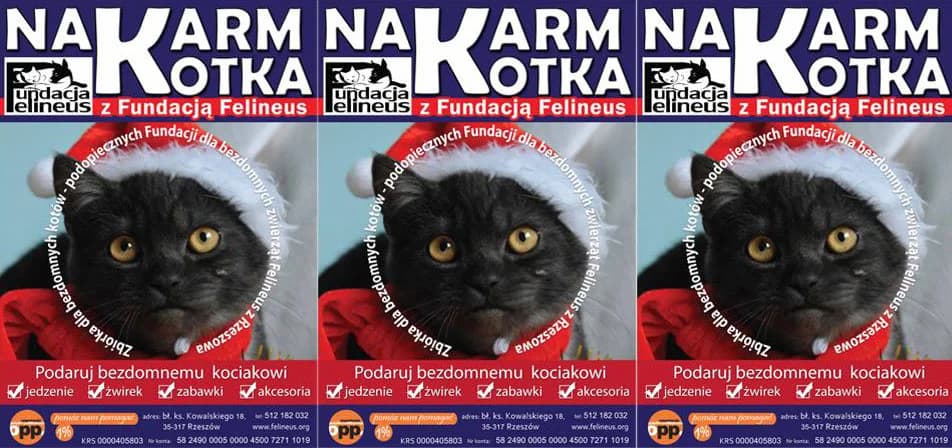 Mikołajkowa zbiórka dla naszych podopiecznych, Mixed Breed for adoption at Foundation for homeless animals felineus