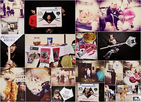 Światowy Tydzień Zwierząt 2016, Mixed Breed for adoption at Foundation for homeless animals felineus