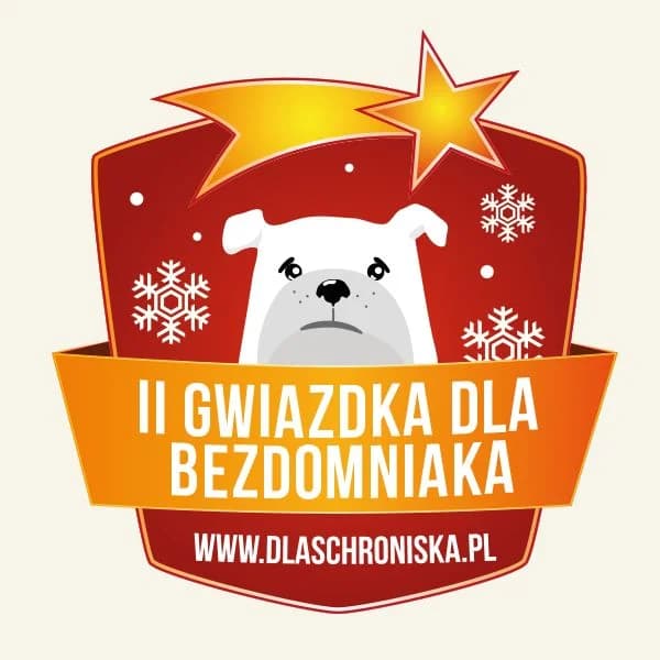II gwiazdka dla bezdomniaka, Mixed Breed for adoption at Foundation for homeless animals felineus
