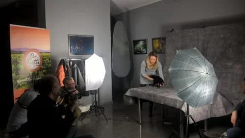 Adopcja nie gryzie, Mixed Breed for adoption at Foundation for homeless animals felineus