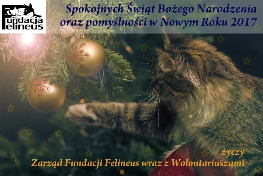 Życzenia świąteczne, Mixed Breed for adoption at Foundation for homeless animals felineus