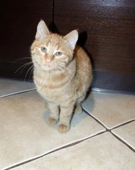 Rzeszów Osiedla Mieszka I – znaleziono rudą kotkę!, Mixed Breed for adoption at Foundation for homeless animals felineus