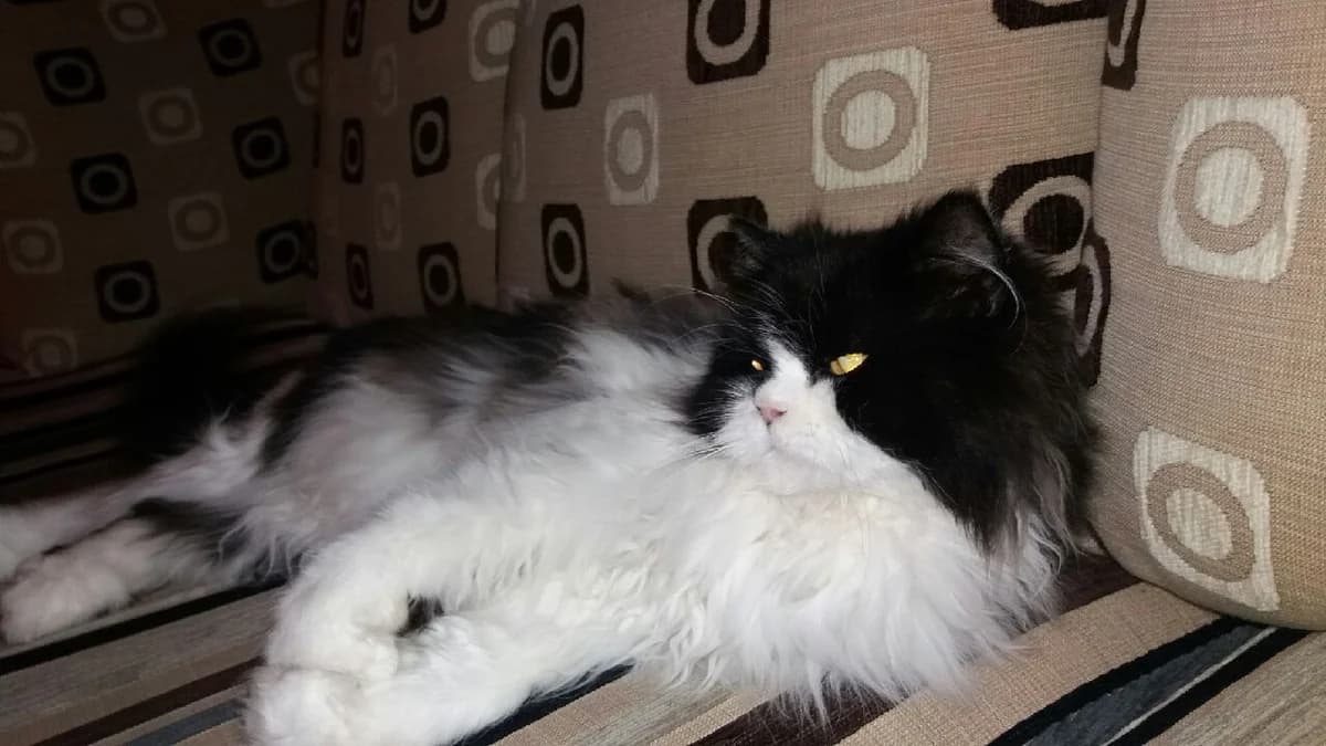 Uwaga! Rzeszów os. Mieszka I, zaginęła kotka!, Mixed Breed for adoption at Foundation for homeless animals felineus