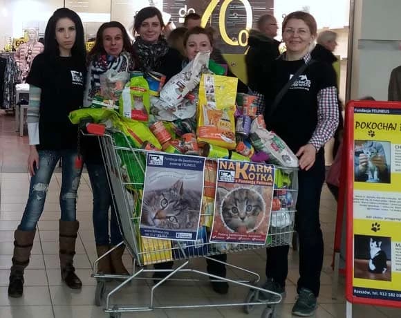 Zbiórka z okazji Dnia Kota w Auchan Krasne, Mixed Breed for adoption at Foundation for homeless animals felineus