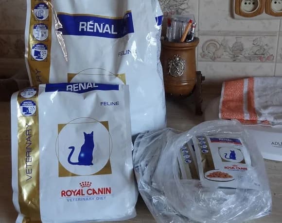 Serdecznie dziękujemy Pani Alicji, Mixed Breed for adoption at Foundation for homeless animals felineus