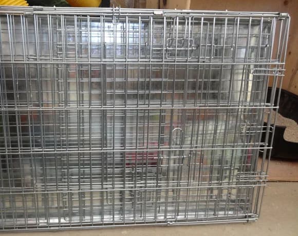 Serdecznie dziękujemy Pani Małgosi, Mixed Breed for adoption at Foundation for homeless animals felineus