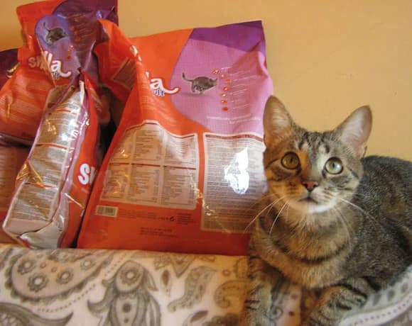 Serdecznie dziękujemy Ewie, Joasi i Uli, Mixed Breed for adoption at Foundation for homeless animals felineus