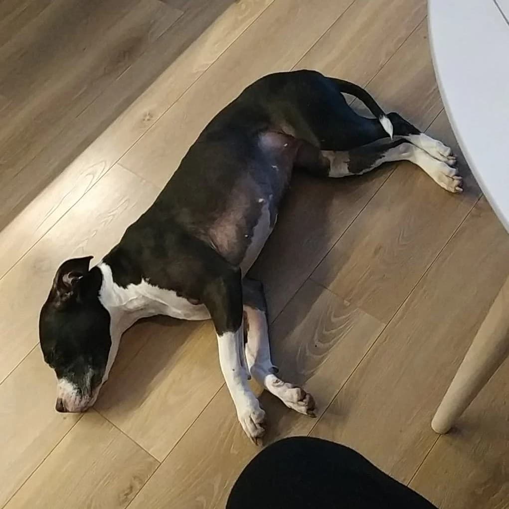 MELISA, female American Staffordshire Terrier for adoption at Fundacja AST (Adoptuj Staffa i Teriera)