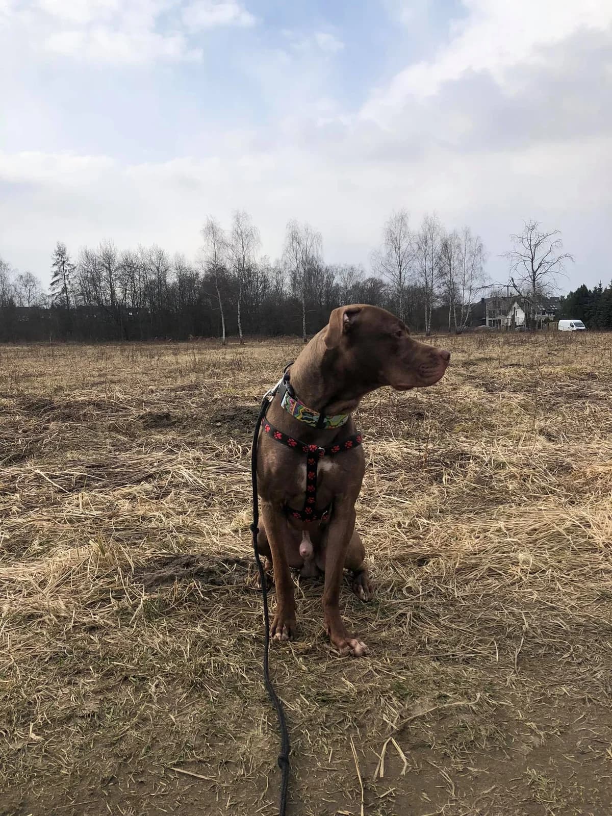 MARVEL, Pit Bull Terrier for adoption at Fundacja AST (Adoptuj Staffa i Teriera)