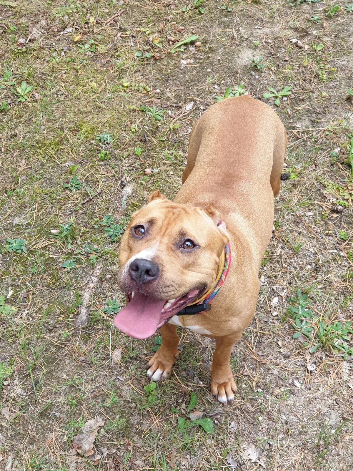 NITKA, female 4yo Pit Bull Terrier for adoption at Fundacja AST (Adoptuj Staffa i Teriera)