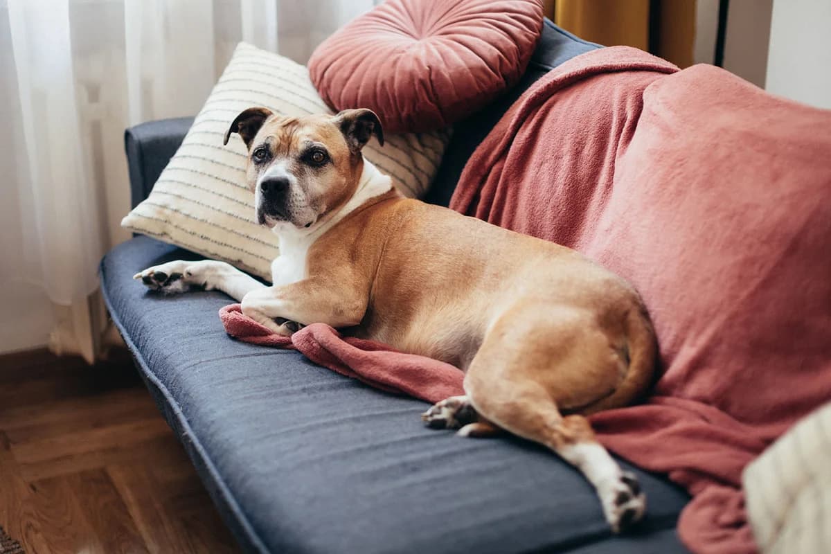 SONIA, female senior American Staffordshire Terrier for adoption at Fundacja AST (Adoptuj Staffa i Teriera)