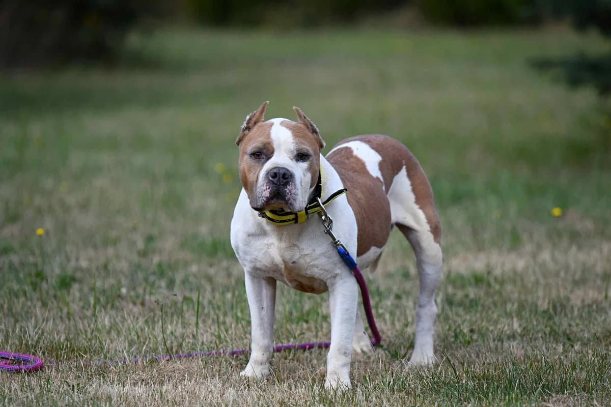 MAGNUM, senior American Staffordshire Terrier for adoption at Fundacja AST (Adoptuj Staffa i Teriera)