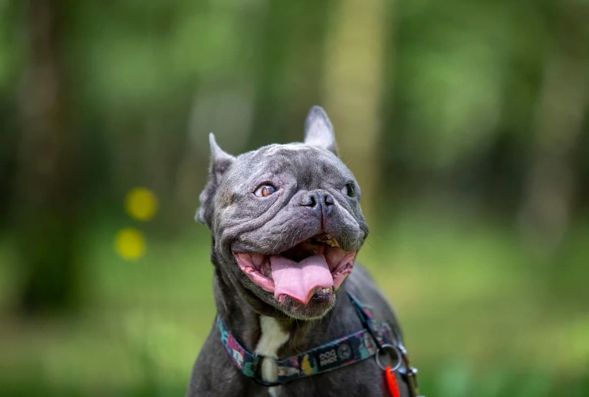 MIGDAŁ, English Bulldog for adoption at Fundacja AST (Adoptuj Staffa i Teriera)