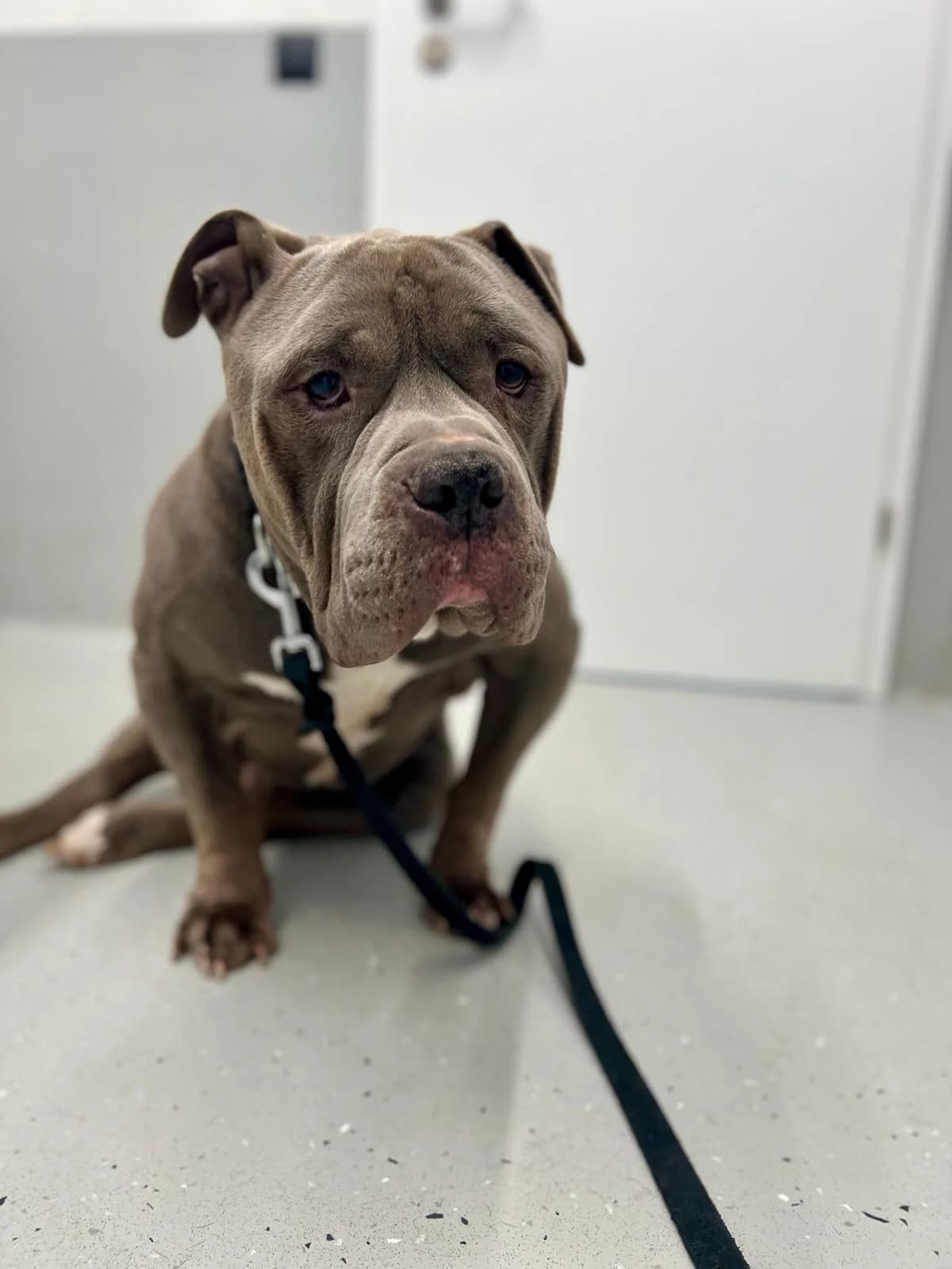 ALVIN, Mixed Breed for adoption at Fundacja AST (Adoptuj Staffa i Teriera)