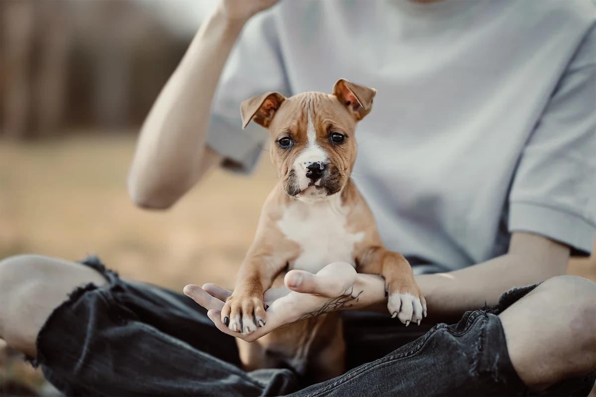 KISIEL, male puppy American Staffordshire Terrier for adoption at Fundacja AST (Adoptuj Staffa i Teriera)