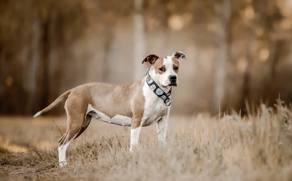 HANKA, female 4yo American Staffordshire Terrier for adoption at Fundacja AST (Adoptuj Staffa i Teriera)
