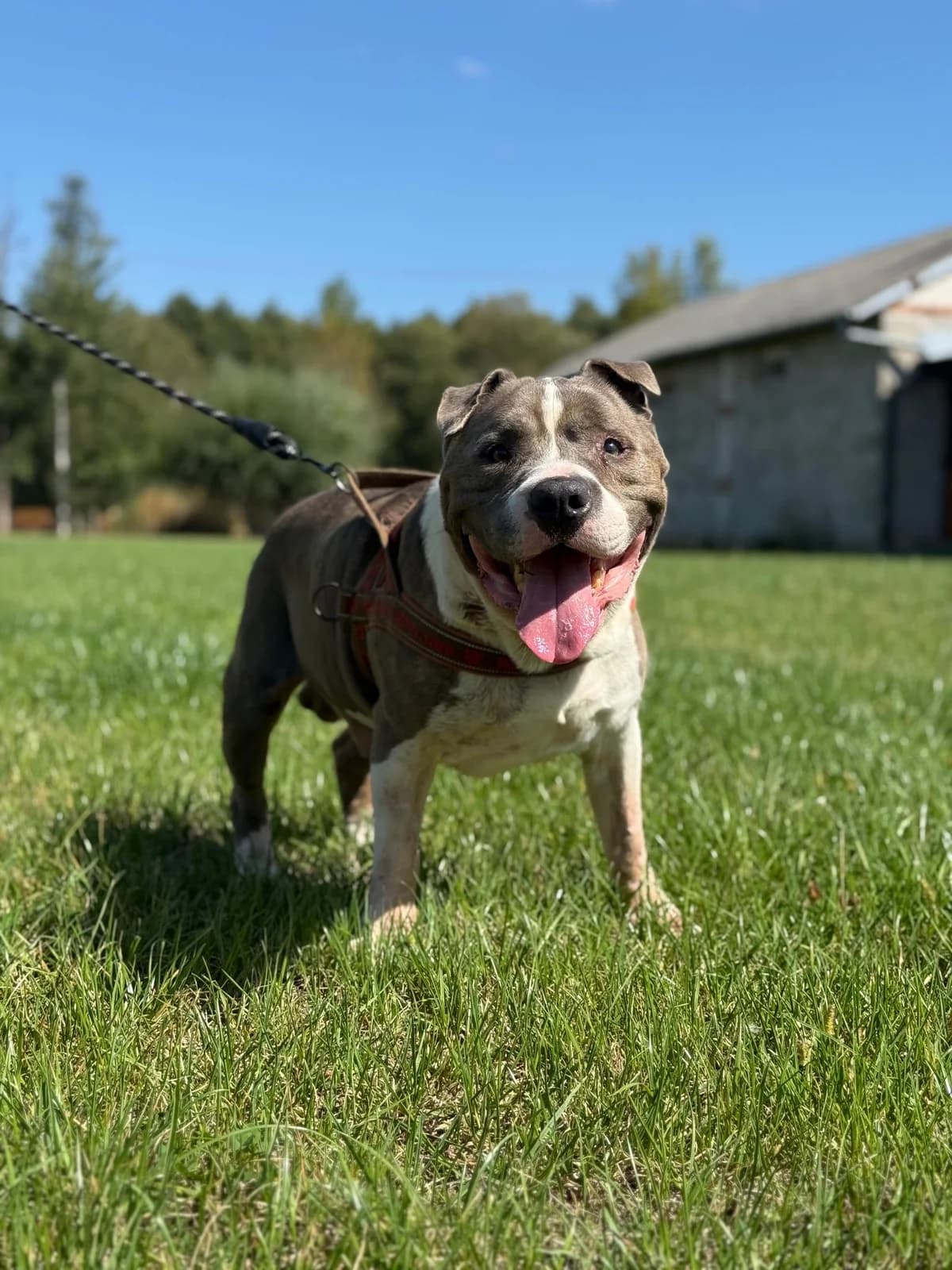 NIKOΕ, male senior American Staffordshire Terrier for adoption at Fundacja AST (Adoptuj Staffa i Teriera)