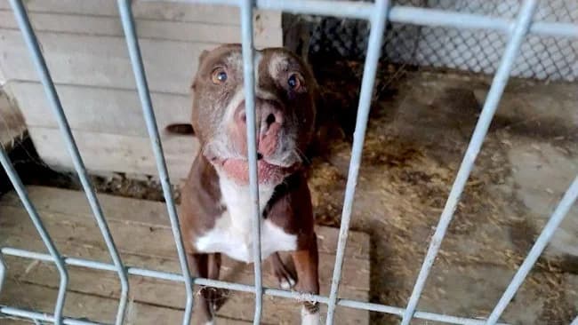 BABSI, female senior Pit Bull Terrier for adoption at Fundacja AST (Adoptuj Staffa i Teriera)