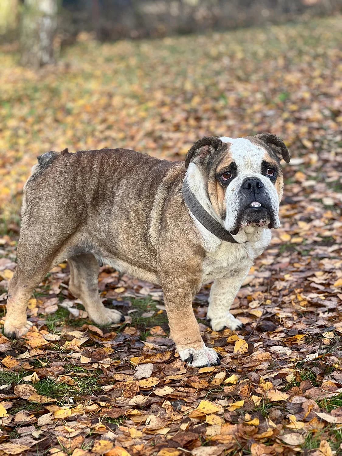 KLARA 2, female English Bulldog for adoption at Fundacja AST (Adoptuj Staffa i Teriera)