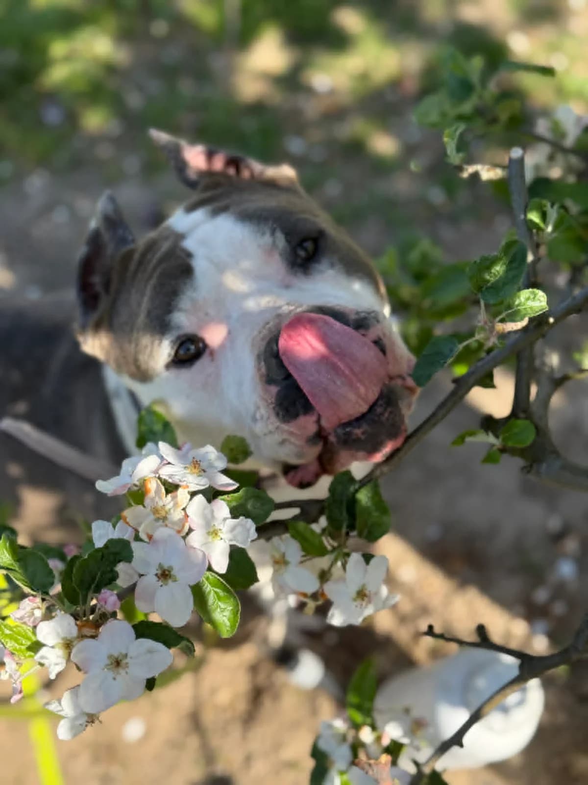 MISTY, female 7yo Mixed Breed for adoption at Fundacja AST (Adoptuj Staffa i Teriera)