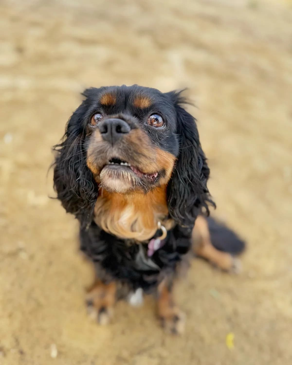 TOKYO, female senior Mixed Breed for adoption at Fundacja AST (Adoptuj Staffa i Teriera)