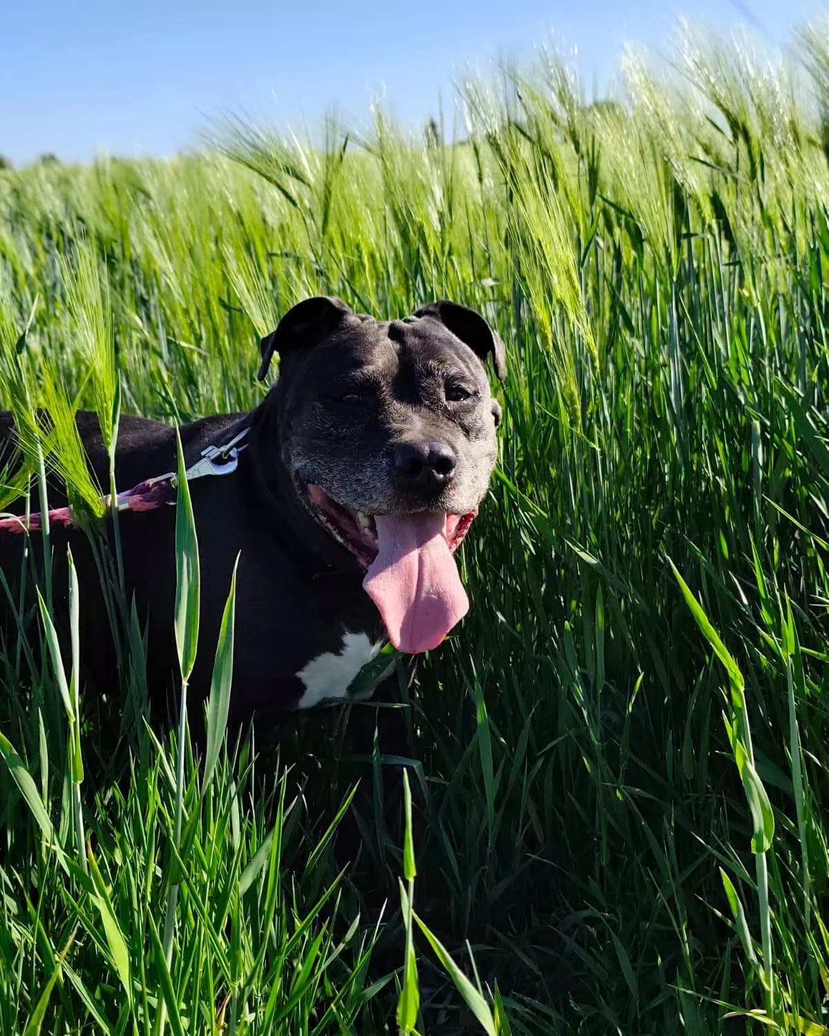 ZARA, female senior American Staffordshire Terrier for adoption at Fundacja AST (Adoptuj Staffa i Teriera)