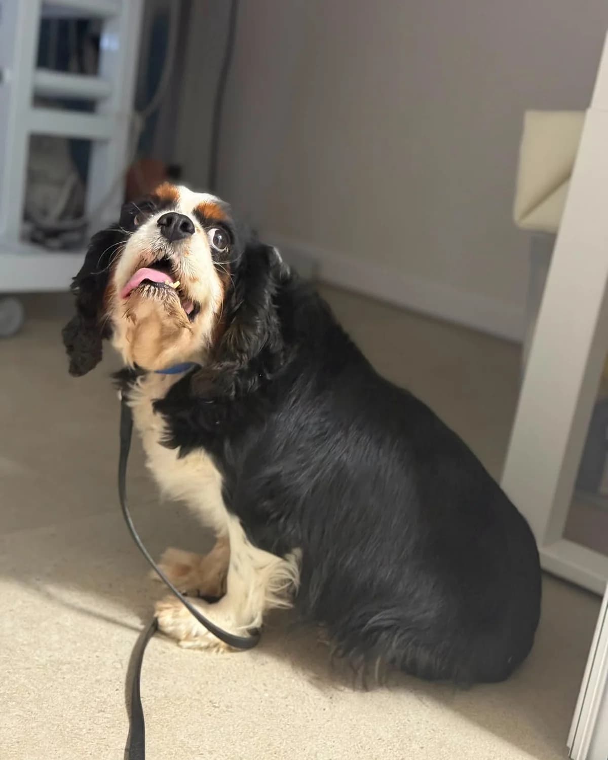 CHANEL, female senior Mixed Breed for adoption at Fundacja AST (Adoptuj Staffa i Teriera)