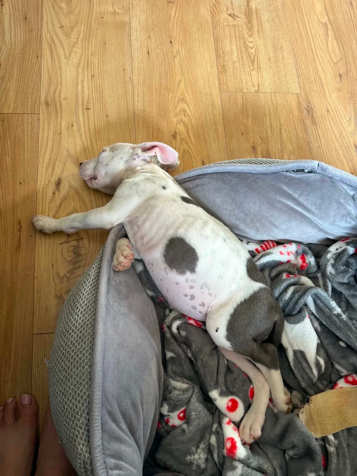 ROSA, female puppy American Staffordshire Terrier for adoption at Fundacja AST (Adoptuj Staffa i Teriera)
